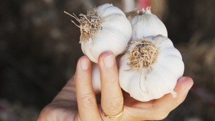 Come viene fuori l'odore dell'aglio? Semplici modi per eliminare l'odore di aglio