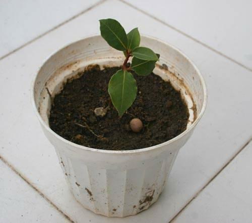piantare un albero di alloro