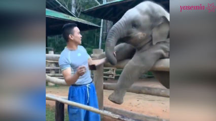 Quei momenti tra l'elefante e il suo custode!