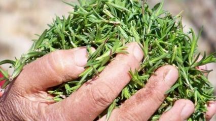 Quali sono i benefici dell'erba di timo? Come preparare il tè al timo? Cosa fa l'olio di timo?