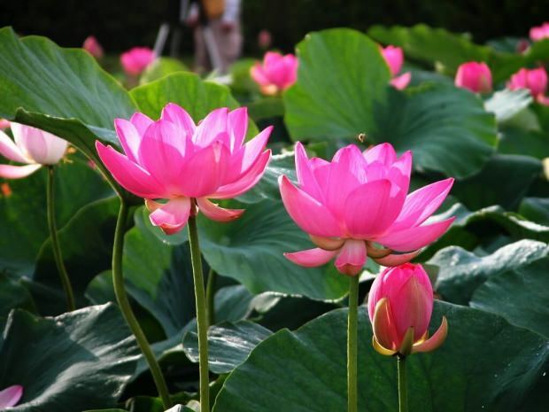 Quali sono i benefici del fiore di loto? Cosa fa il tè ai fiori di loto?