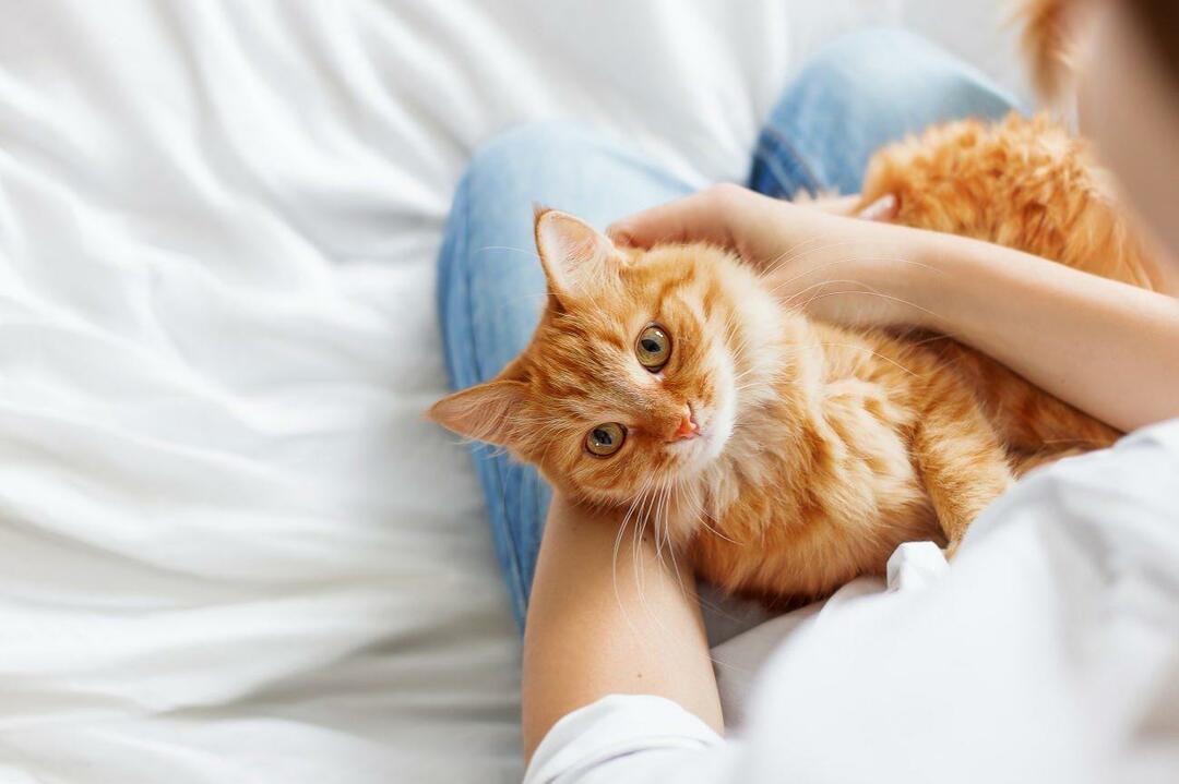 Come fai a sapere se i gatti sono felici? Il mio gatto mi ama? Il significato dei movimenti dei gatti