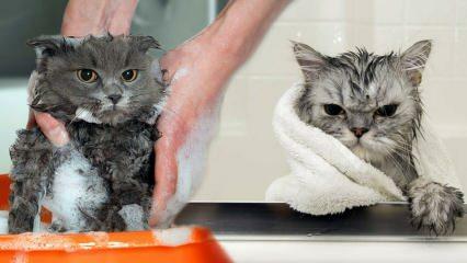 I gatti si lavano? Come lavare i gatti? È dannoso fare il bagno ai gatti?