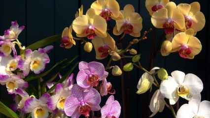 Come prendersi cura delle orchidee? Come innaffiare un'orchidea a casa? Metodo per ravvivare le orchidee