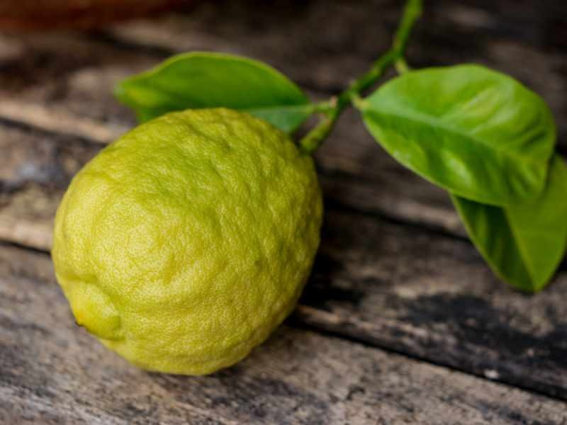 L'aspetto del bergamotto è simile al limone