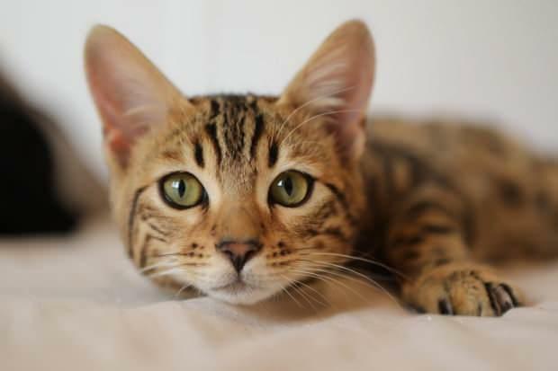 Addestramento alla toilette nei gatti