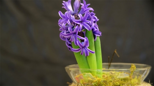 Come far crescere un fiore di giacinto Come riprodurre i fiori di giacinto?