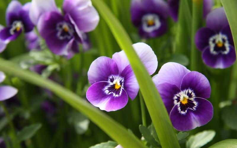 Come prendersi cura di un fiore viola? Come riprodurre un fiore viola?