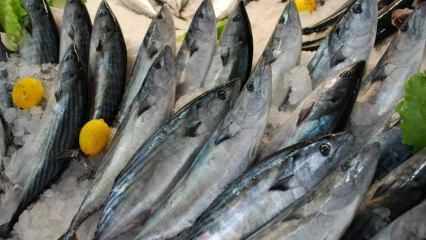 Quali sono i benefici del pesce bonito ea cosa serve? Quale pesce dovrebbe essere consumato come?