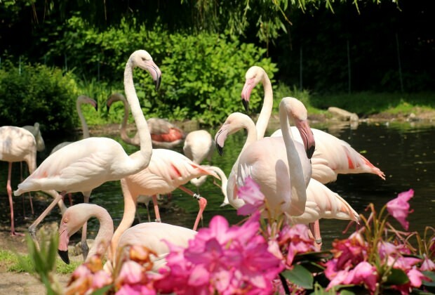 Cosa fare a Flamingoköy?