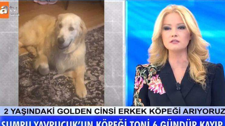 Il presentatore Müge Anlı ha annunciato: il cane dell'attrice Sumru Yavrucuk è stato trovato ...