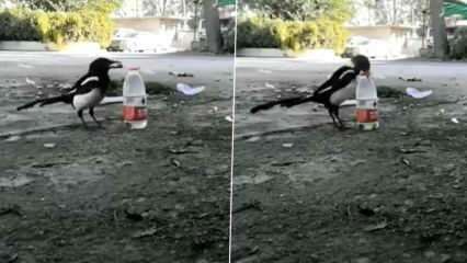 Il modo in cui il corvo ha bevuto l'acqua dalla bottiglia ha lasciato la bocca aperta!