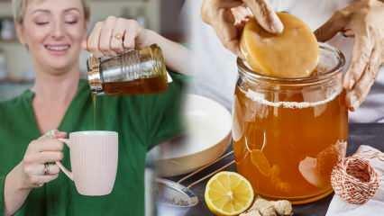 Il tè kombucha si indebolisce? Come fare il kombucha dimagrante? Benefici del tè Kombucha