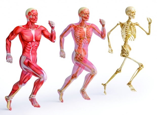 Lo zinco è essenziale per una forte struttura muscolare e ossea