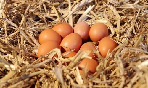 Come capire le uova biologiche?