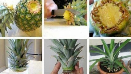 Come coltivare l'ananas a casa?