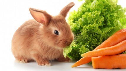  Cosa mangia il coniglio e cosa mangia? Facile cura del coniglio a casa