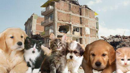 Cosa deve fare prima e dopo il terremoto chi ha animali domestici? Chi ha un animale domestico al momento del terremoto