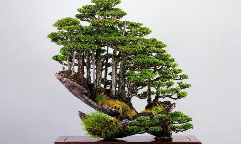 caratteristiche dell'albero dei bonsai