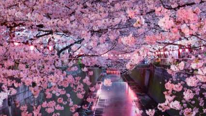 Cosa significa Sakura? Proprietà sconosciute del fiore di sakura