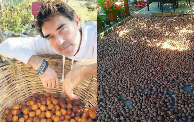 burak right ha raccolto le noci nella sua fattoria