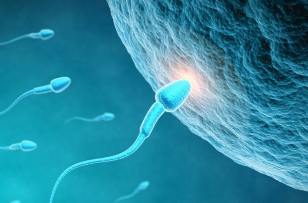 Come si verifica l'ovulazione? Calcolo del periodo di ovulazione