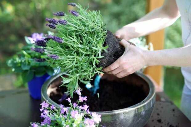 Come prendersi cura dei fiori di lavanda, riproduzione e coltivazione a casa
