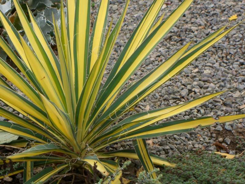 Trucchi per la cura della yucca! Come prendersi cura del fiore di yucca a casa?