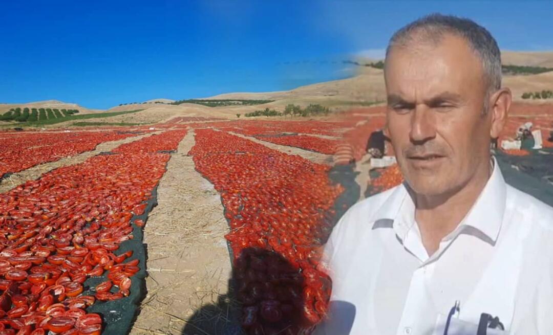 A Malatya è iniziata la raccolta dei pomodori da essiccare!