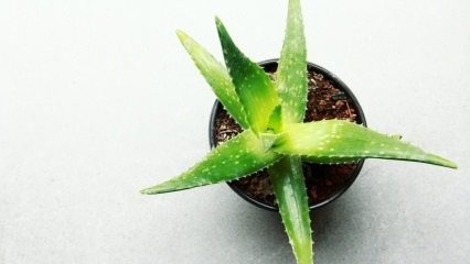 Come viene curata l'Aloe Vera? Cura dell'aloe vera in inverno