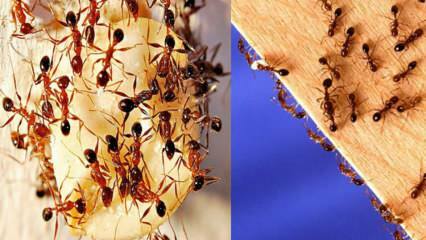 Come distruggere le formiche in casa? Cosa fare per sbarazzarsi delle formiche, il metodo più efficace