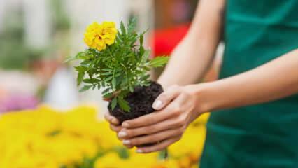 Le ragioni per coltivare le piante in casa? È dannoso coltivare fiori a casa?