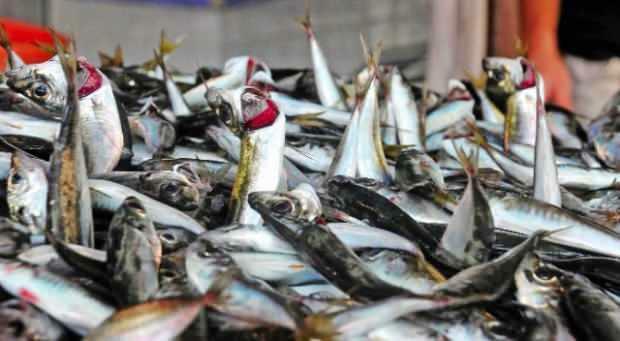 Come pulire il pesce torico