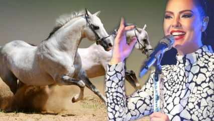 Il destino del cavallo da un milione di dollari del cantante Ebru Gündeş è stato annunciato!