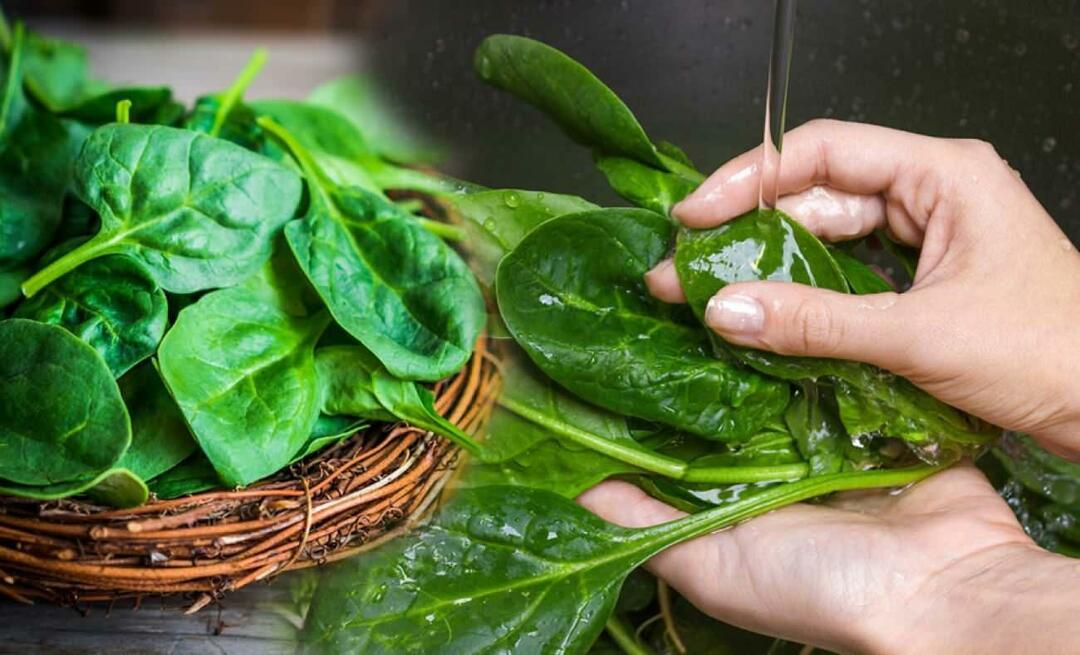 Come riconoscere gli spinaci velenosi? Come pulire gli spinaci? Come lavare gli spinaci