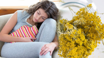 Quali sono i vantaggi dell'erba achillea? Cura naturale achillea per il dolore mestruale!