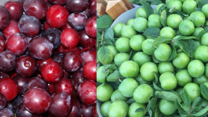 Quali sono i benefici della prugna di ciliegia verde e rossa? Cosa fa il succo di prugna ciliegia rossa?