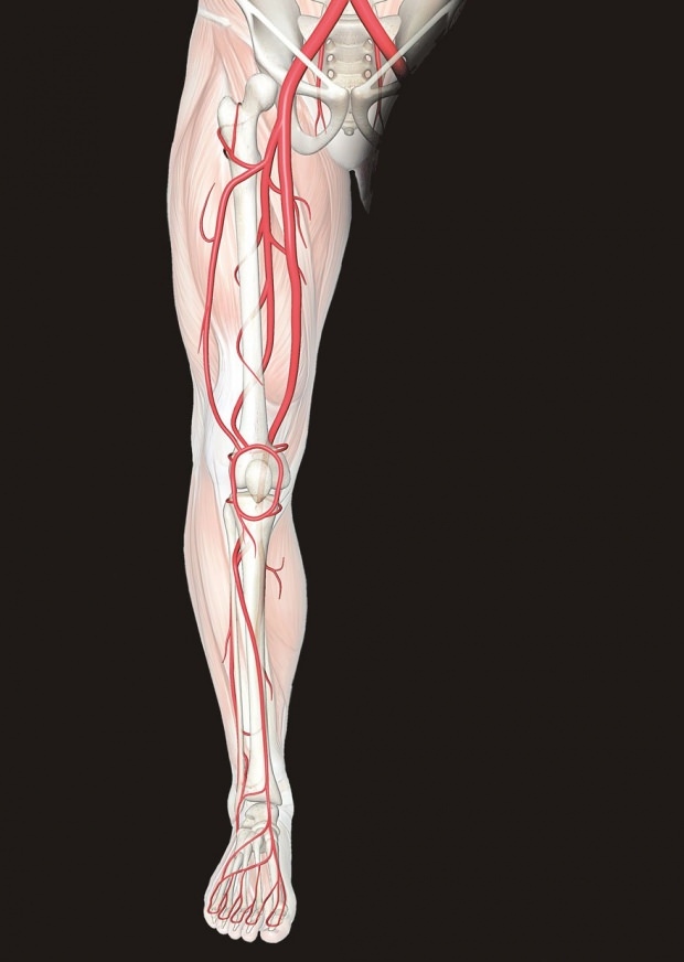 il disagio nei nervi delle gambe provoca dolore alle gambe