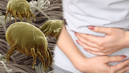 Dov'è la parte più sporca del corpo e come viene pulita? Quali sono le malattie causate dai parassiti? 