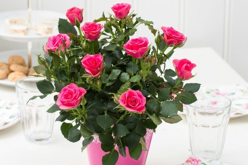 Come far crescere le rose in vaso? Suggerimenti per coltivare rose a casa ...