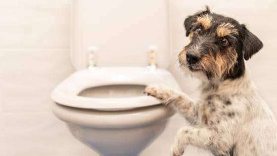 Come rendere le abitudini del bagno dei cani