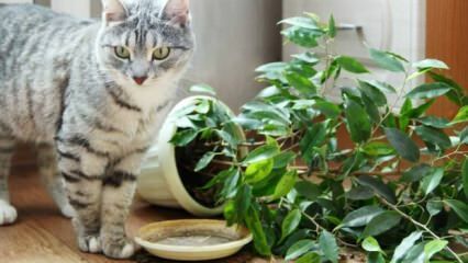 In che modo i gatti sono tenuti lontano dalle piante?