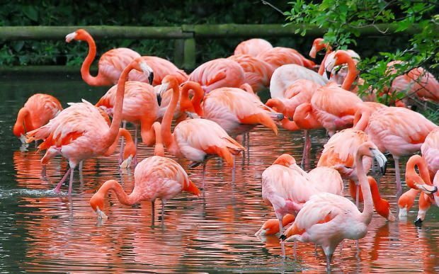 Dov'è il Flamingo Village? Come arrivare Quanto costa il prezzo della colazione?