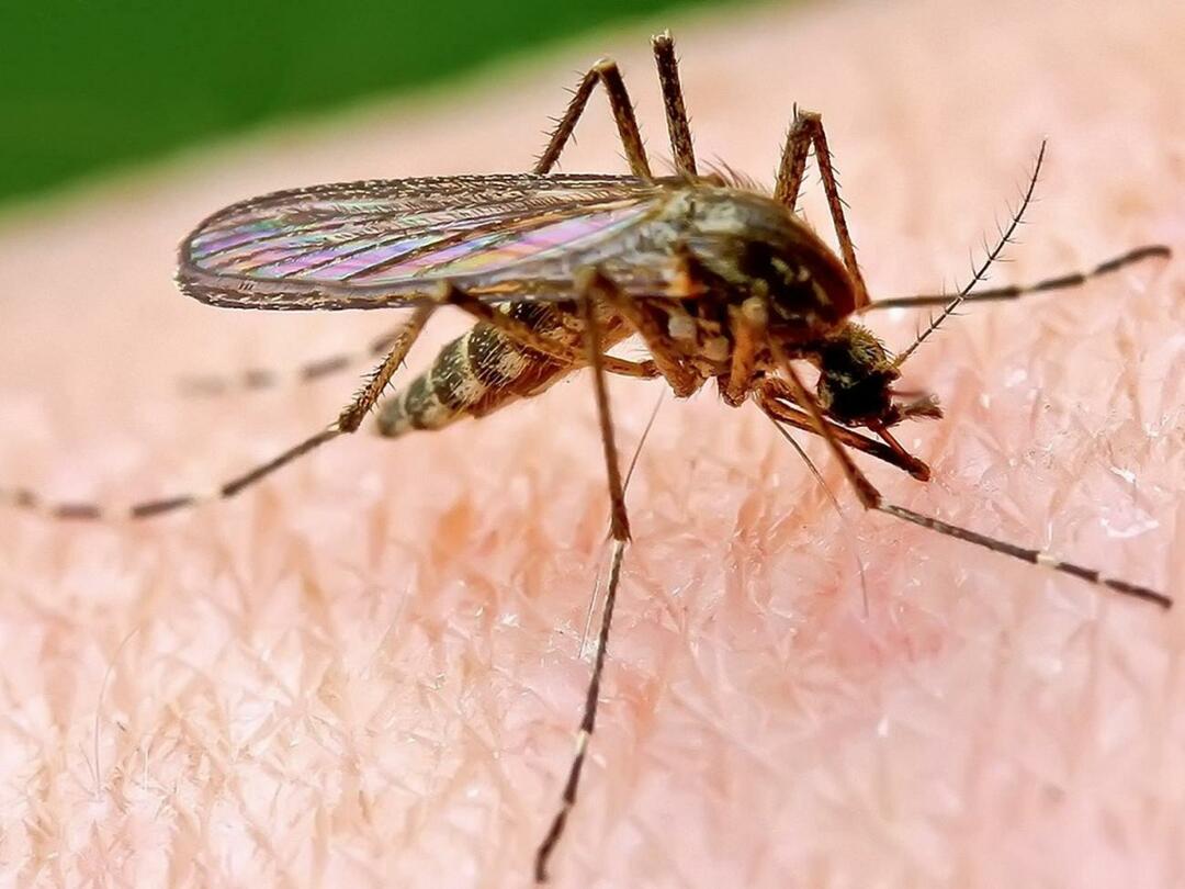 Perché le zanzare pungono di più alcune persone?