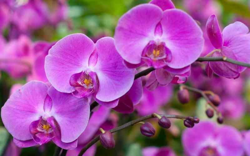 cura delle orchidee