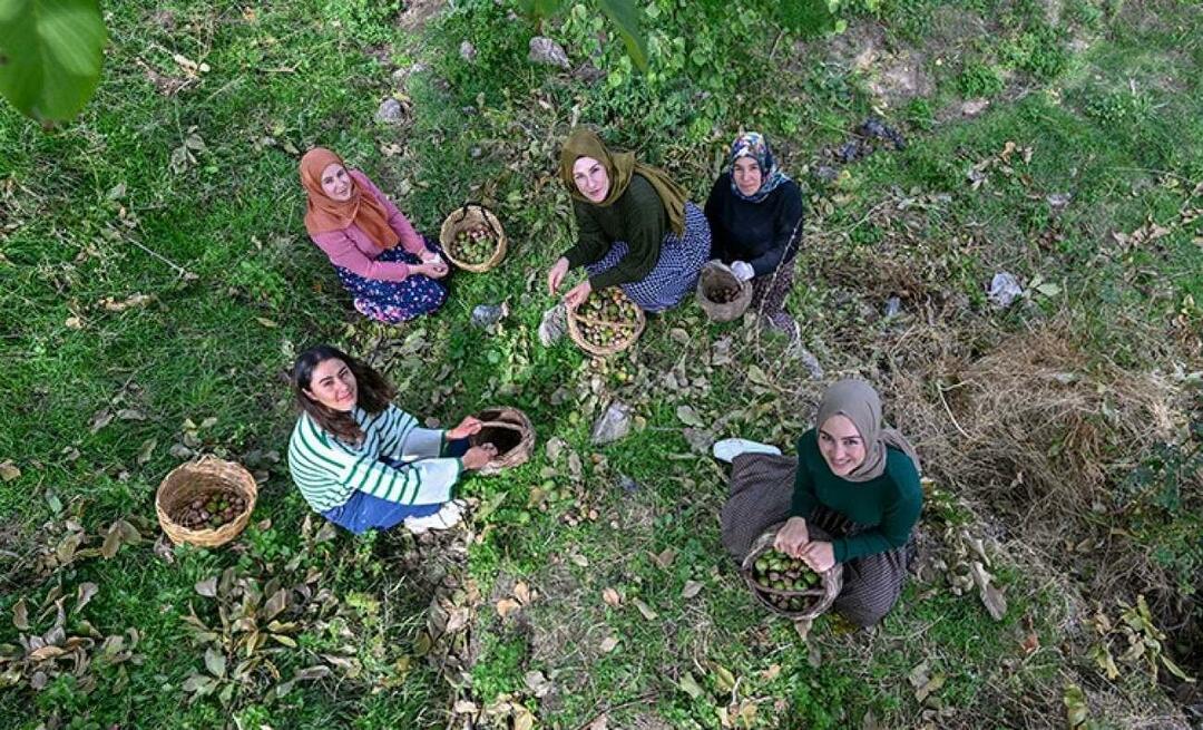 Le donne di Van distribuiscono noci in Turchia con il marchio "Ahtamara"