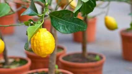 Come far crescere i limoni in vaso a casa? Suggerimenti per la crescita e il mantenimento dei limoni