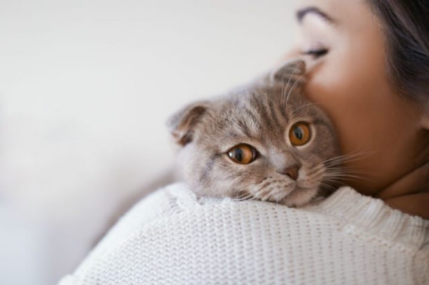 Come prevenire lo stress dei gatti? 