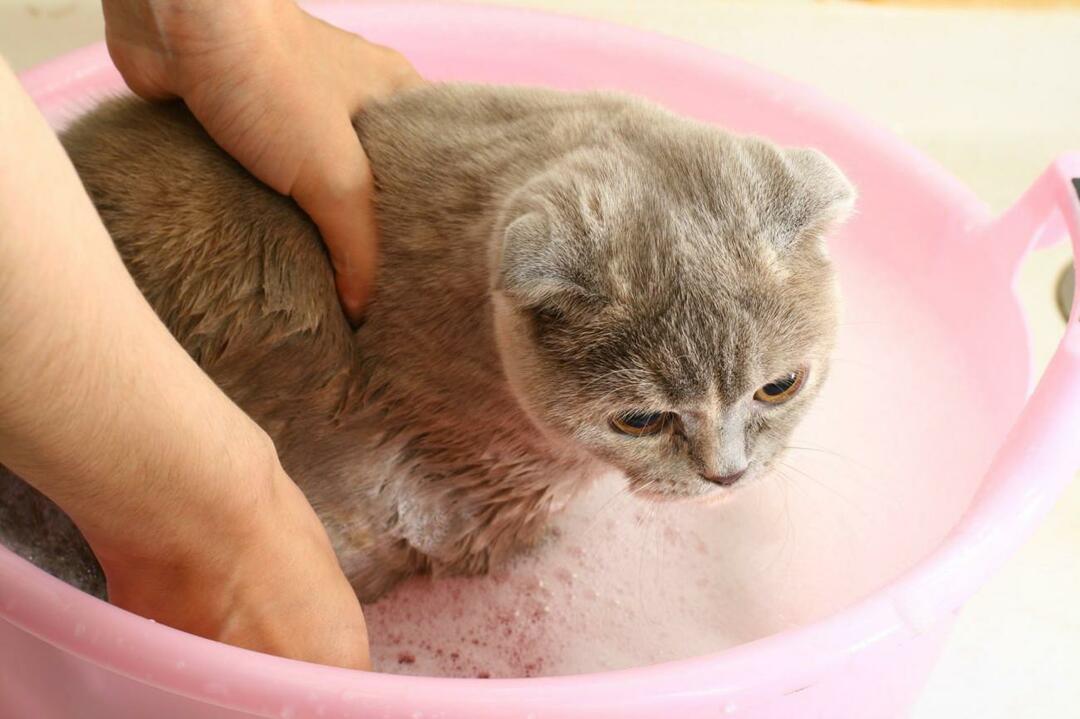 come lavare i gatti