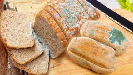Come prevenire la muffa del pane durante il Ramadan? Modi per evitare che il pane diventi stantio e ammuffito